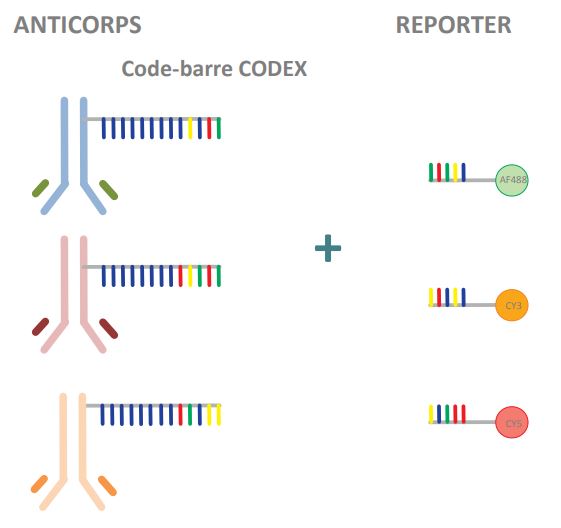 codex